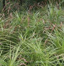 Carex Muskingumensis 9cm Pot