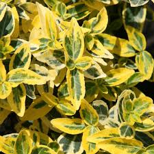 Euonymus Fortunei Emerald 'n' Gold 1ltr Pot