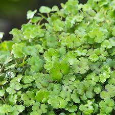 Hydrocotyle novae-zeelandiae x 2 XL Plugs