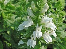 Lobelia siphilitica f. albiflora 'Alba' 9cm Pot