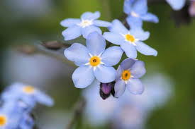 Myosotis Scorpioides - Water Forget-Me-Not 9cm Pot