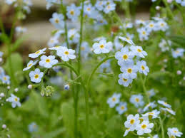 Myosotis Scorpioides - Water Forget-Me-Not 9cm Pot