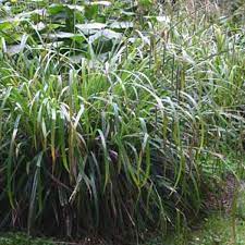 Carex pendula sedge Pond marginal Plant Evergreen Native British 9cm