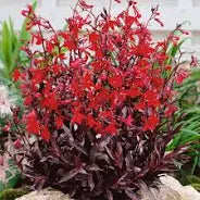 Lobelia Fulgens ‘Queen Victoria’ Perennial x 3 XL Plug Plants