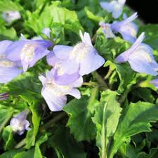1 x 9cm Mazus reptans Chinese marshflower - Marginal Plants  - Pond Plant Garden