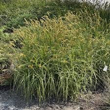 Carex Muskingumensis 9cm Pot