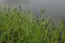 Carex Acuta XL Plugs x 2 Grass Wetland Bog Pest Repeller Garden