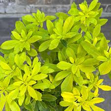Choisya Sundance 1ltr Pot