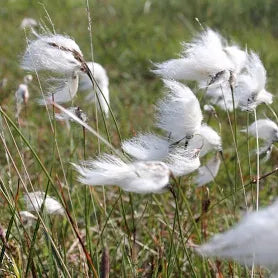 Eriophorum angustifolium (Cotton Grass) 9cm Pot