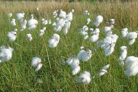 Eriophorum angustifolium (Cotton Grass) 9cm Pot