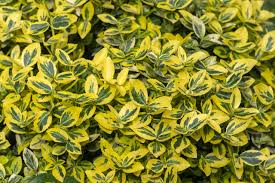 Euonymus Fortunei Emerald 'n' Gold 1ltr Pot