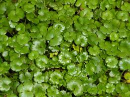 Hydrocotyle novae-zeelandiae x 2 XL Plugs