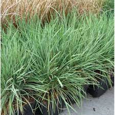 Blue Hair Grass - Koeleria glauca - Perennial Grass - 9cm Pot - Garden