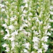 Lobelia siphilitica f. albiflora 'Alba' 9cm Pot