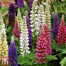Lupin Gallery Mixed Colour 9cm Pot