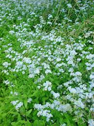 Myosotis Scorpioides - Water Forget-Me-Not  9cm Pot