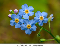 Myosotis scorpioides 3 x XL Plugs