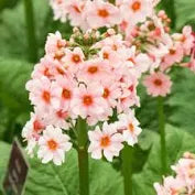 3 x Primula Japonica Apple Blossom Plugs flowers Perennial UK Hardy,